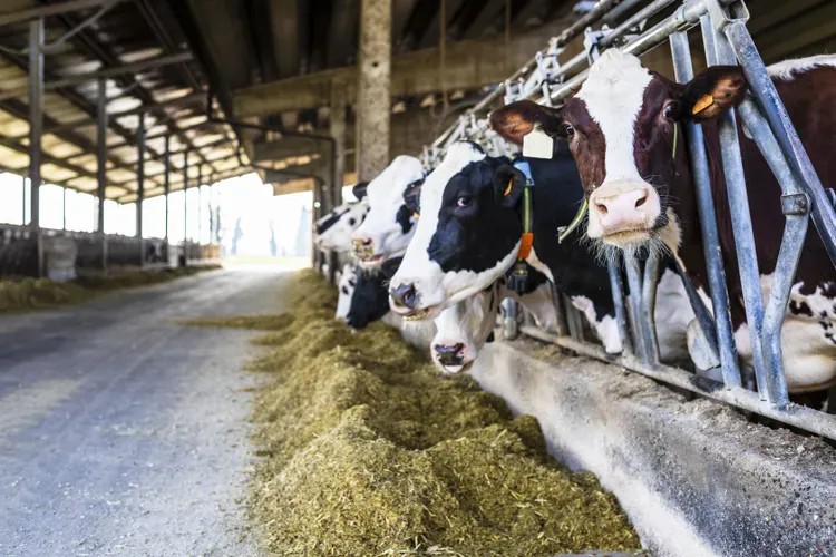 Peternak memberi pakan hijauan kepada sapi perah Friesian Holstein di kandang
